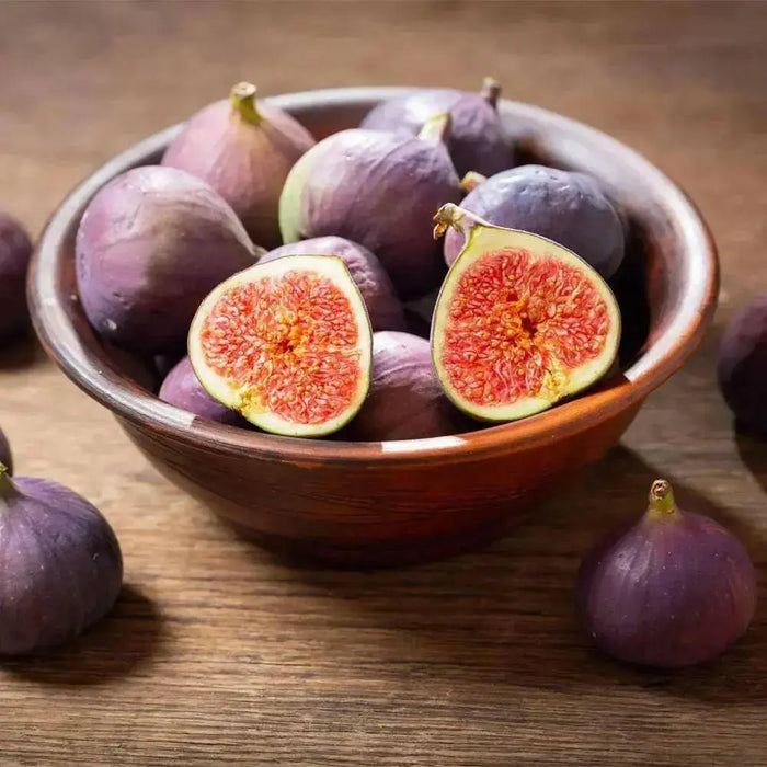 PURPLE Fig.Fruit Tree,Perennial shrub,  1 Plant , - Caribbean garden seed