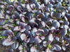 Purple Baby Pak Choi SEEDS-Asian Vegetable,CHINESE CABBAGE - Caribbean garden seed