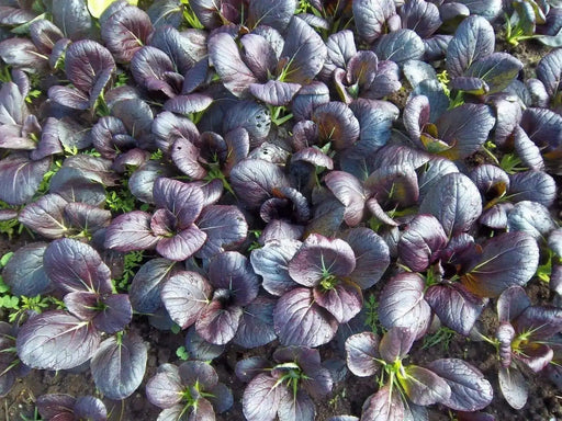 Purple Baby Pak Choi SEEDS-Asian Vegetable,CHINESE CABBAGE - Caribbean garden seed