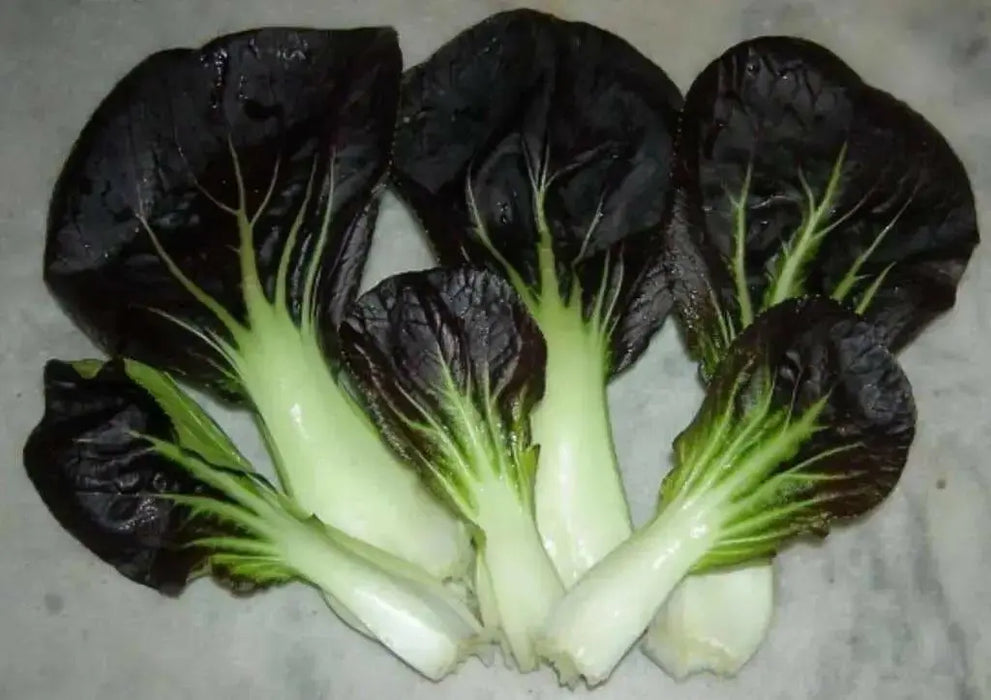 Purple Baby Pak Choi SEEDS-Asian Vegetable,CHINESE CABBAGE - Caribbean garden seed