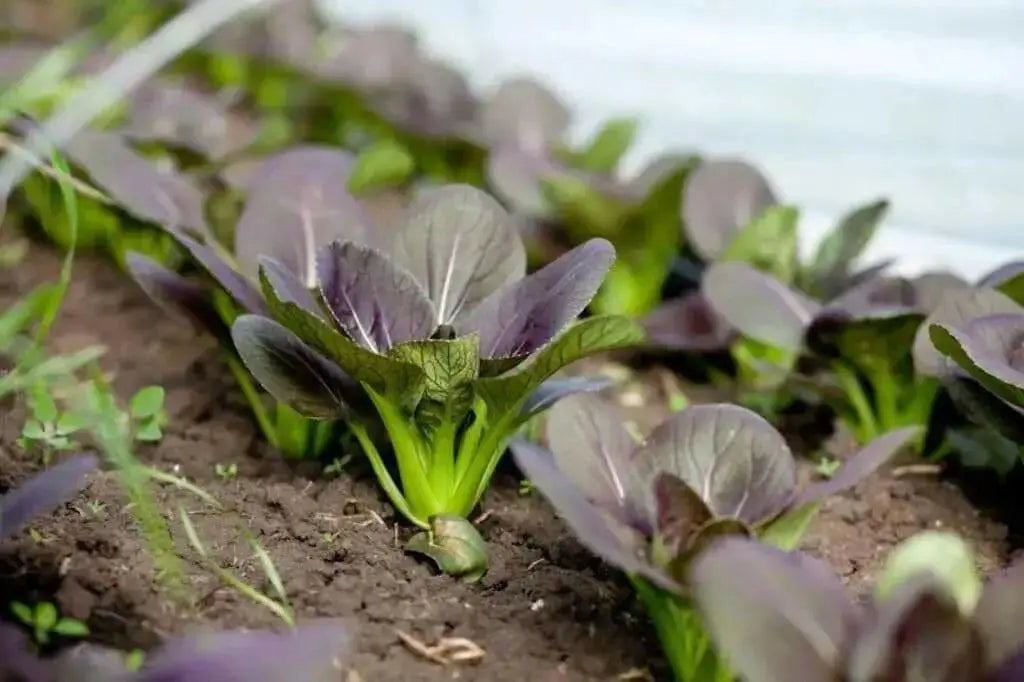 Purple Baby Pak Choi SEEDS-Asian Vegetable,CHINESE CABBAGE - Caribbean garden seed