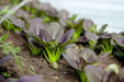 Purple Baby Pak Choi SEEDS-Asian Vegetable,CHINESE CABBAGE - Caribbean garden seed