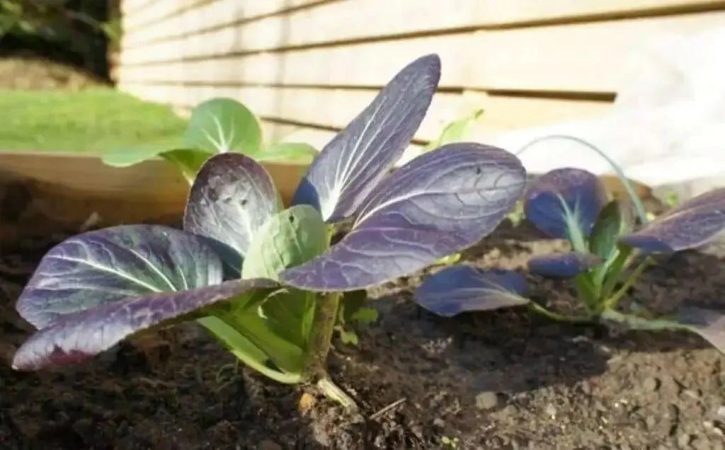 Purple Baby Pak Choi SEEDS-Asian Vegetable,CHINESE CABBAGE - Caribbean garden seed