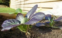 Purple Baby Pak Choi SEEDS-Asian Vegetable,CHINESE CABBAGE - Caribbean garden seed