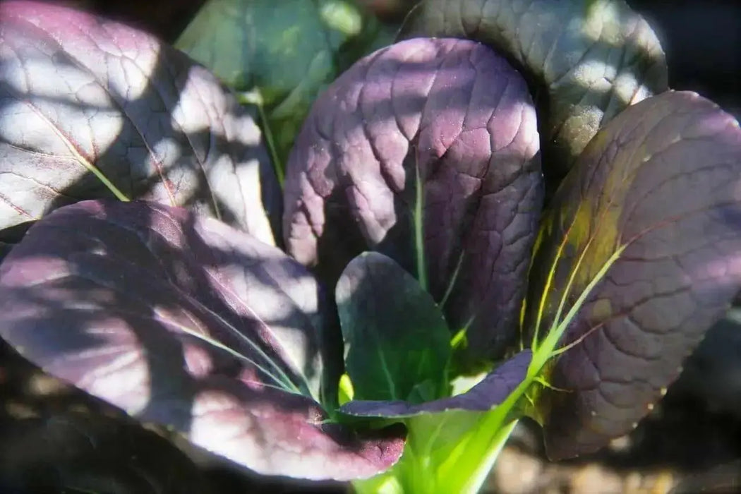 Purple Baby Pak Choi SEEDS-Asian Vegetable,CHINESE CABBAGE - Caribbean garden seed