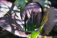 Purple Baby Pak Choi SEEDS-Asian Vegetable,CHINESE CABBAGE - Caribbean garden seed
