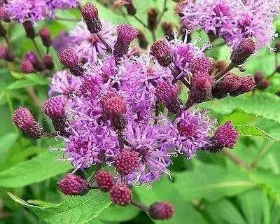 Purple Flebame Seeds,Kalijiri (seed) Indian Herb,Ironweed.
