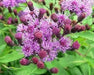 Purple Flebame Seeds,Kalijiri (seed) Indian Herb,Ironweed.