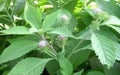Purple Flebame Seeds,Kalijiri (seed) Indian Herb,Ironweed.