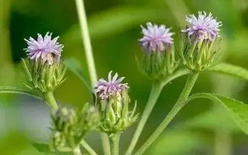 Purple Flebame Seeds,Kalijiri (seed) Indian Herb,Ironweed.
