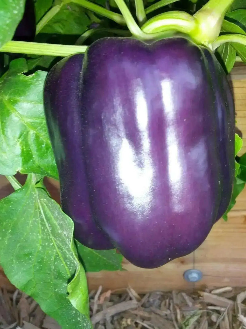 PURPLE BEAUTY PEPPER seeds (Sweet Mild Bell Pepper) Capsicum Annuum - Caribbean garden seed
