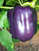 PURPLE BEAUTY PEPPER seeds (Sweet Mild Bell Pepper) Capsicum Annuum - Caribbean garden seed