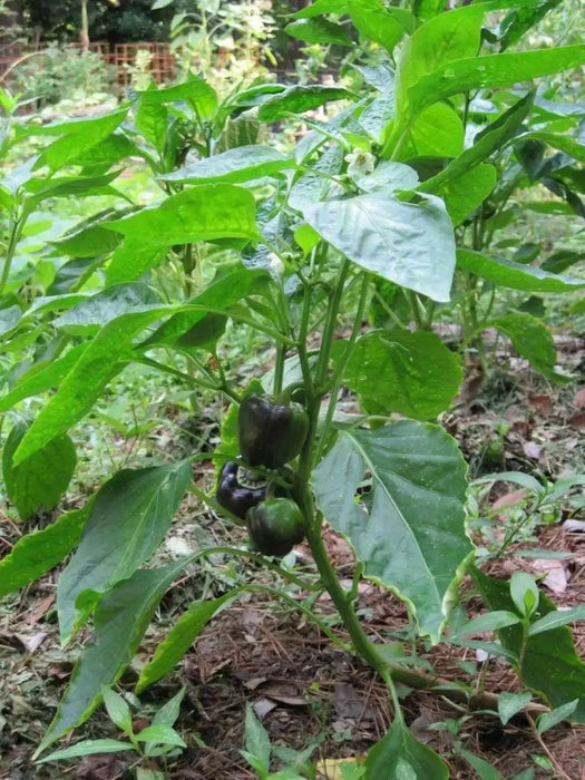 PURPLE BEAUTY PEPPER seeds (Sweet Mild Bell Pepper) Capsicum Annuum - Caribbean garden seed
