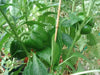 PURPLE BEAUTY PEPPER seeds (Sweet Mild Bell Pepper) Capsicum Annuum - Caribbean garden seed