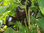 PURPLE BEAUTY PEPPER seeds (Sweet Mild Bell Pepper) Capsicum Annuum - Caribbean garden seed
