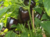 PURPLE BEAUTY PEPPER seeds (Sweet Mild Bell Pepper) Capsicum Annuum - Caribbean garden seed