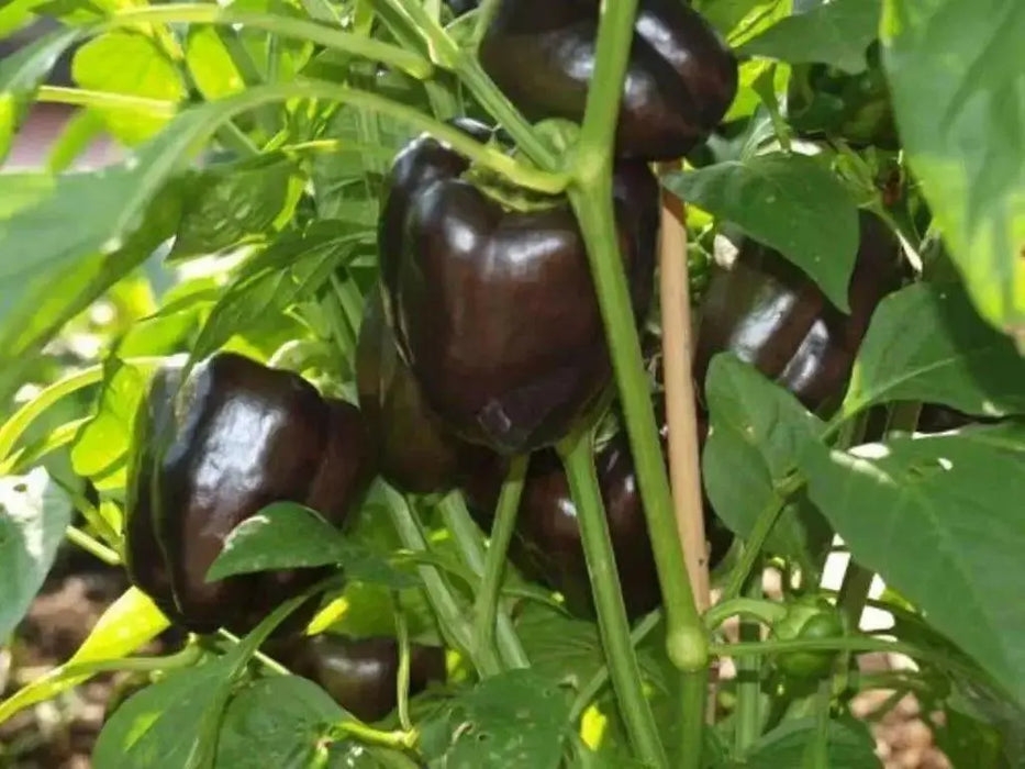 PURPLE BEAUTY PEPPER seeds (Sweet Mild Bell Pepper) Capsicum Annuum - Caribbean garden seed