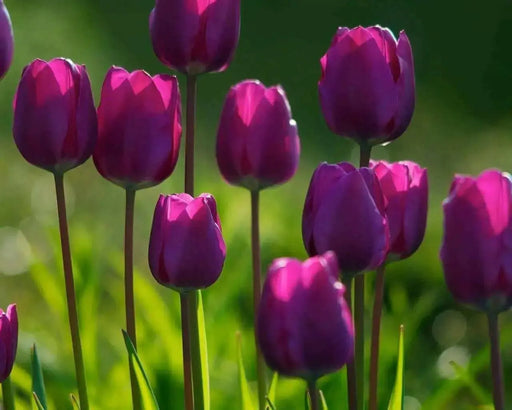Purple Flag Tulip ( Bulbs) Early Blooming,12/+cm ! FALL PLANTING - Caribbean garden seed