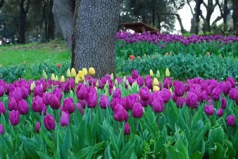 Purple Flag Tulip ( Bulbs) Early Blooming,12/+cm ! FALL PLANTING - Caribbean garden seed