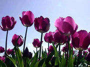 Purple Flag Tulip ( Bulbs) Early Blooming,12/+cm ! FALL PLANTING - Caribbean garden seed
