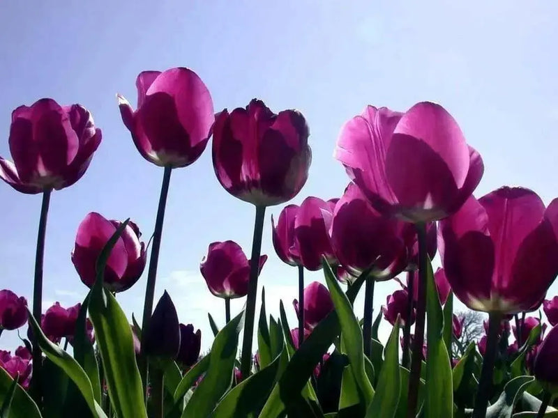 Purple Flag Tulip ( Bulbs) Early Blooming,12/+cm ! FALL PLANTING - Caribbean garden seed