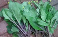 Purple Choy Sum seeds (kosaitai) Asian Vegetable - Caribbean garden seed