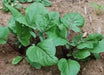 Purple Choy Sum seeds (kosaitai) Asian Vegetable - Caribbean garden seed