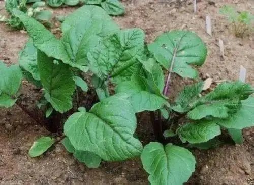 Purple Choy Sum seeds (kosaitai) Asian Vegetable - Caribbean garden seed