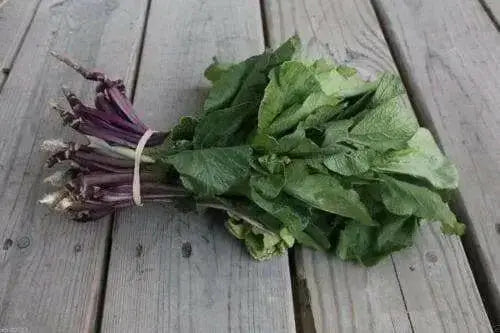 Purple Choy Sum seeds (kosaitai) Asian Vegetable - Caribbean garden seed