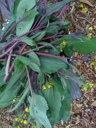 Purple Choy Sum seeds (kosaitai) Asian Vegetable - Caribbean garden seed