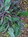 Purple Choy Sum seeds (kosaitai) Asian Vegetable - Caribbean garden seed