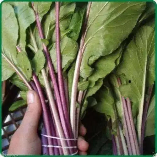 Purple Choy Sum seeds (kosaitai) Asian Vegetable - Caribbean garden seed