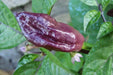 Purple Ghost Pepper Seeds (Capsicum chinense) Bhut Jolokia - Caribbean garden seed