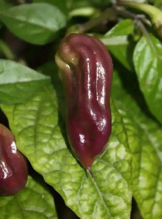 Purple Ghost Pepper Seeds (Capsicum chinense) Bhut Jolokia - Caribbean garden seed