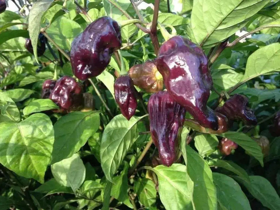 Purple Ghost Pepper Seeds (Capsicum chinense) Bhut Jolokia - Caribbean garden seed