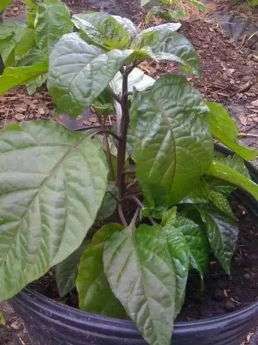 Purple Ghost Pepper Seeds (Capsicum chinense) Bhut Jolokia - Caribbean garden seed