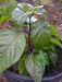 Purple Ghost Pepper Seeds (Capsicum chinense) Bhut Jolokia - Caribbean garden seed