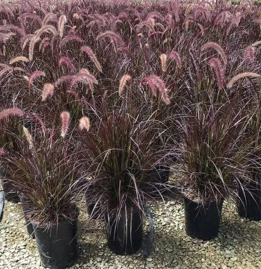 Purple Fountain Grass (LIVE PLANT) ORNAMENTAL FOLIAGE - Caribbean garden seed