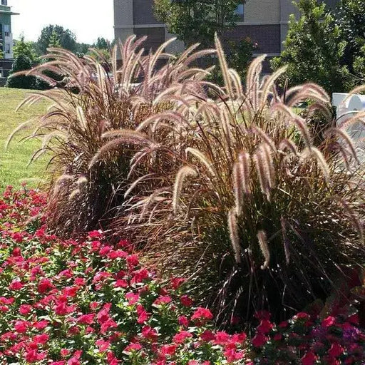 Purple Fountain Grass (LIVE PLANT) ORNAMENTAL FOLIAGE - Caribbean garden seed