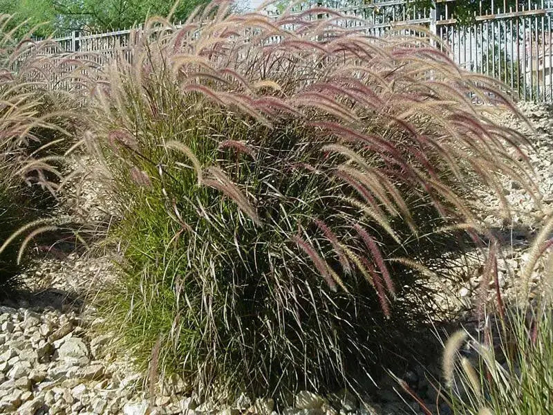 Purple Fountain Grass (LIVE PLANT) ORNAMENTAL FOLIAGE - Caribbean garden seed