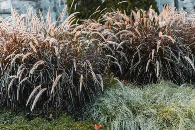Purple Fountain Grass (LIVE PLANT) ORNAMENTAL FOLIAGE - Caribbean garden seed