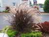 Purple Fountain Grass (LIVE PLANT) ORNAMENTAL FOLIAGE - Caribbean garden seed