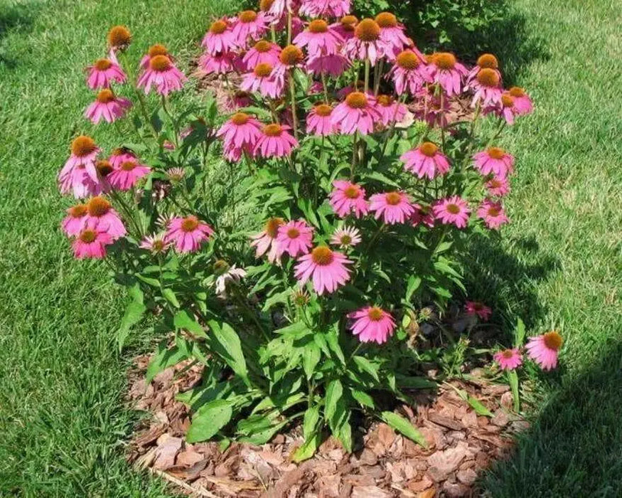 Purple Coneflower SEEDS - Caribbean garden seed