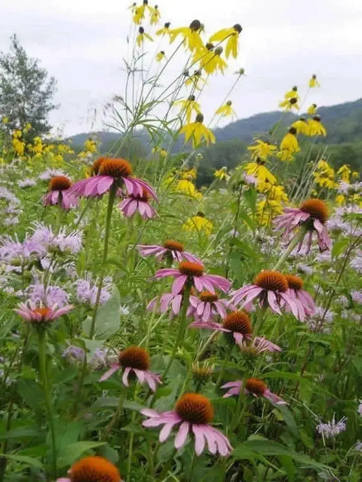 Purple Coneflower SEEDS - Caribbean garden seed