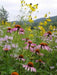 Purple Coneflower SEEDS - Caribbean garden seed
