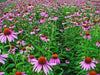Purple Coneflower SEEDS - Caribbean garden seed