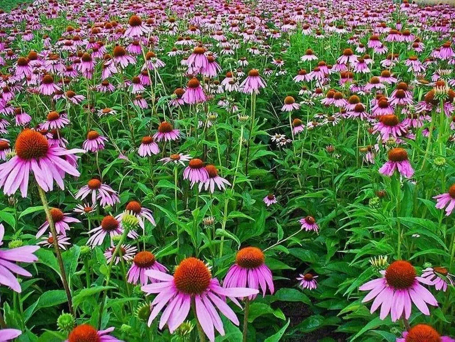 Purple Coneflower SEEDS - Caribbean garden seed