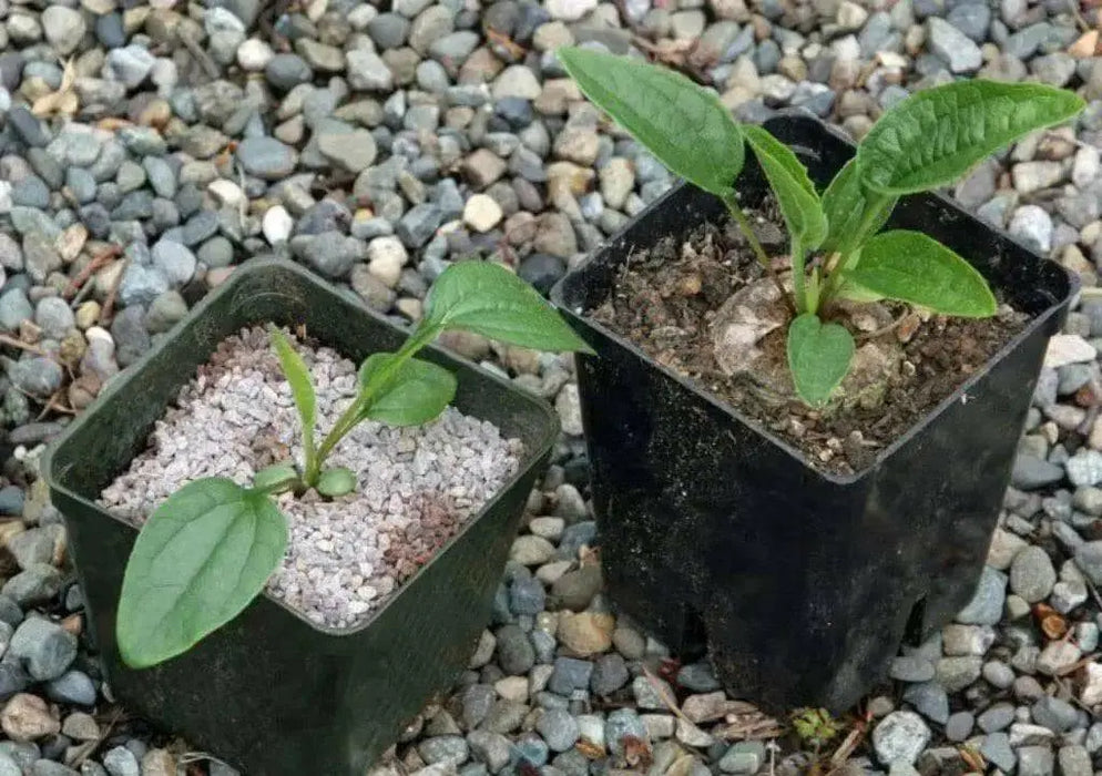 Purple Coneflower SEEDS - Caribbean garden seed