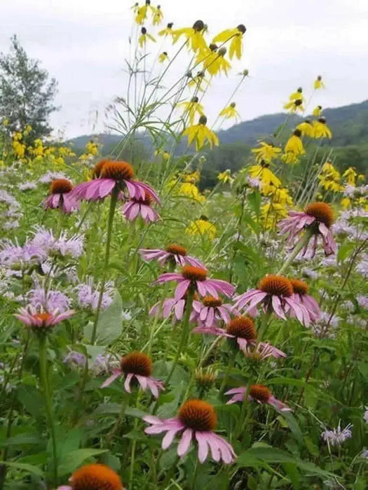 Purple Coneflower SEEDS - Caribbean garden seed