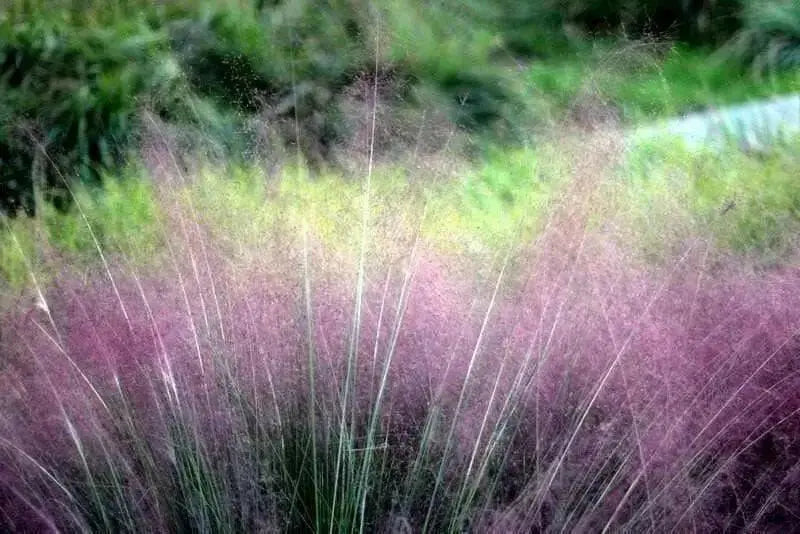 Purple Muhly ,Grass SEED, ORNAMENTAL - Caribbean garden seed